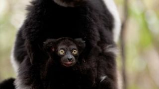 42. Остров лемуров: Мадагаскар (2014)