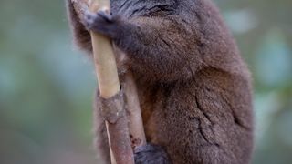 43. Остров лемуров: Мадагаскар (2014)