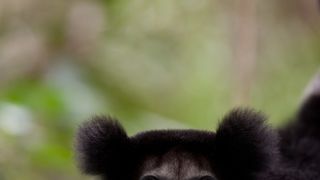 44. Остров лемуров: Мадагаскар (2014)