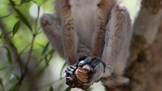 45. Остров лемуров: Мадагаскар (2014)