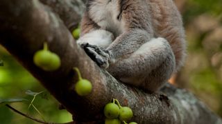 46. Остров лемуров: Мадагаскар (2014)