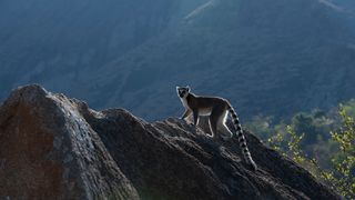 9. Остров лемуров: Мадагаскар (2014)