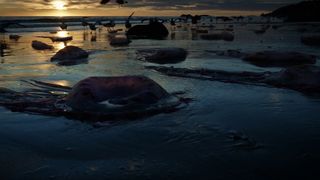 72. Бёрдмэн (2014)