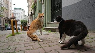 10. Город кошек (2016)