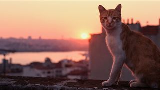 4. Город кошек (2016)