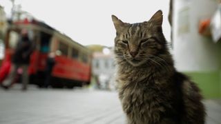 6. Город кошек (2016)