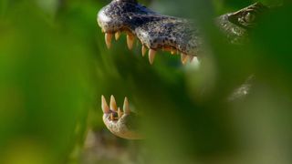 100. Планета Земля 2 (2016)