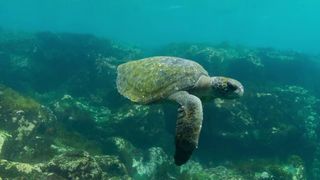 103. Планета Земля 2 (2016)