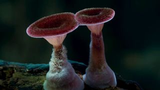 104. Планета Земля 2 (2016)