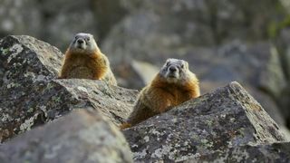 105. Планета Земля 2 (2016)