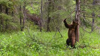 106. Планета Земля 2 (2016)