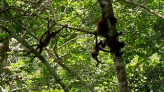 108. Планета Земля 2 (2016)