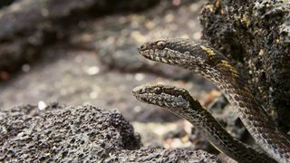 110. Планета Земля 2 (2016)