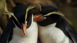 113. Планета Земля 2 (2016)