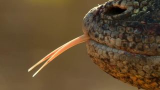 114. Планета Земля 2 (2016)