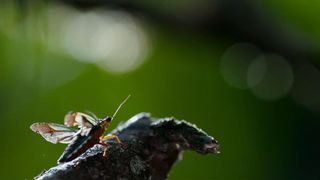 115. Планета Земля 2 (2016)