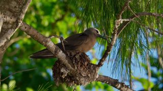 119. Планета Земля 2 (2016)