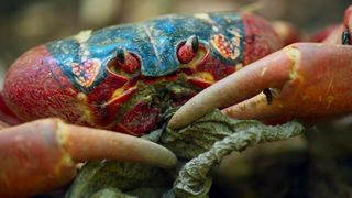 120. Планета Земля 2 (2016)