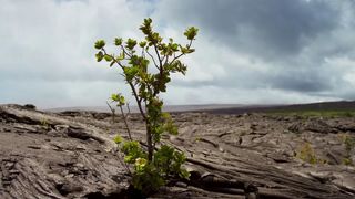 123. Планета Земля 2 (2016)