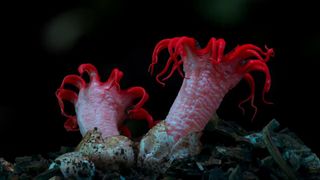 124. Планета Земля 2 (2016)