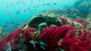 131. Планета Земля 2 (2016)