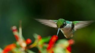 132. Планета Земля 2 (2016)