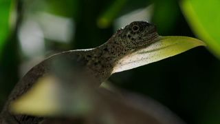 133. Планета Земля 2 (2016)