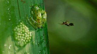 138. Планета Земля 2 (2016)