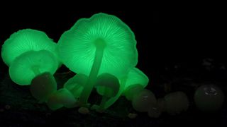 142. Планета Земля 2 (2016)