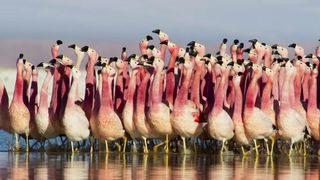 145. Планета Земля 2 (2016)