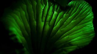 146. Планета Земля 2 (2016)