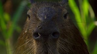 147. Планета Земля 2 (2016)