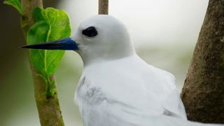 148. Планета Земля 2 (2016)