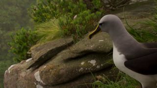 149. Планета Земля 2 (2016)