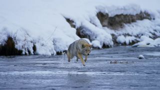 151. Планета Земля 2 (2016)