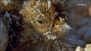 29. Планета Земля 2 (2016)