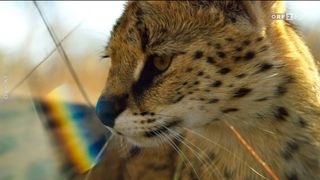 41. Планета Земля 2 (2016)