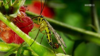 44. Планета Земля 2 (2016)