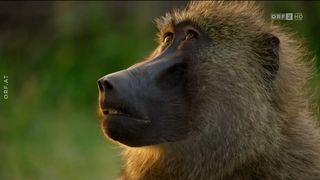 45. Планета Земля 2 (2016)