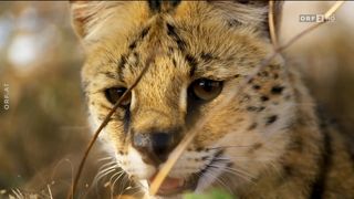 49. Планета Земля 2 (2016)