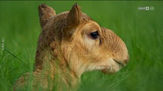 54. Планета Земля 2 (2016)