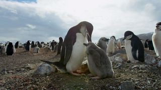 67. Планета Земля 2 (2016)