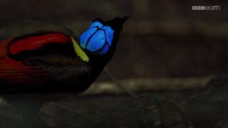 69. Планета Земля 2 (2016)