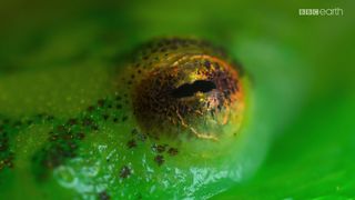 70. Планета Земля 2 (2016)