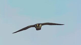 77. Планета Земля 2 (2016)