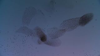 79. Планета Земля 2 (2016)