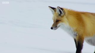 80. Планета Земля 2 (2016)