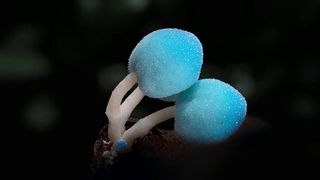 84. Планета Земля 2 (2016)