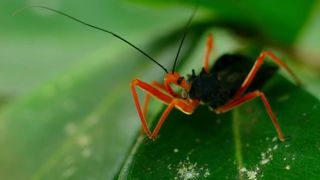 88. Планета Земля 2 (2016)