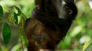 91. Планета Земля 2 (2016)